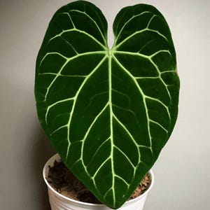 Anthurium Magnificum  Tissue culture