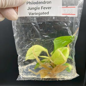 May include: A Philodendron Jungle Fever Variegated plant cutting with light green and yellow leaves, submerged in a clear gel medium inside a transparent plastic bag. A white label on the bag displays the text Philodendron Jungle Fever Variegated 1338.