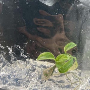 May include: A small green plant cutting with several leaves and visible roots submerged in a clear plastic bag filled with water. The plant features light and dark green variegated foliage and is suspended within the liquid medium.