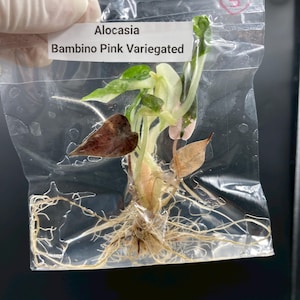 May include: An Alocasia Bambino Pink Variegated plant cutting with visible roots inside a clear plastic bag. The plant features small, heart-shaped leaves with green, white, and pink variegation. A white label with black text reads Alocasia Bambino Pink Variegated.