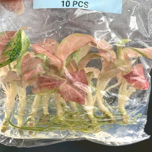 May include: Ten Aglaonema Prakaipet plantlets with pink and green variegated leaves and visible roots, packaged in a clear plastic bag with a blue label reading Aglaonema Prakaipet 10 PCS. The plants are suspended in a clear gel medium.
