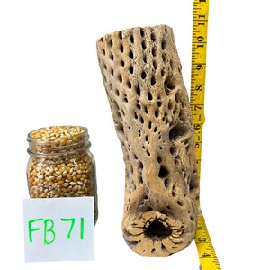 Op de afbeelding: Een close-up van een gedroogde cactustak met een ruw, getextureerd oppervlak en veel gaten. De tak is ongeveer 23 cm hoog en bevindt zich naast een gele meetlint. Een glazen pot gevuld met gele popcornkorrels staat op de voorgrond met een wit label waarop "FB 71" staat.