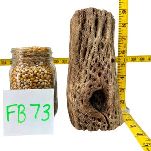 Op de afbeelding: Een glazen pot gevuld met gele popcornkorrels, een stuk wit papier met de tekst "FB 73" in groen geschreven, en een lichtbruine, gedroogde en uitgeholde cactustak. De cactustak is ongeveer 38 cm hoog en heeft een groot gat in het midden.