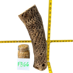 Op de afbeelding: Een grote, holle, bruine cactus tak met een ruw, getextureerd oppervlak. De tak is ongeveer 38 cm hoog en wordt gemeten met een gele liniaal. Een klein glazen potje gevuld met gele popcornkorrels bevindt zich op de voorgrond. Een wit briefje met de tekst "FB66" bevindt zich in de linkerbenedenhoek van de afbeelding.