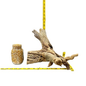 May include: A large, light brown, dried cholla cactus branch with a rough, textured surface. The branch is measured with a yellow tape measure, showing it is approximately 17 inches long. A clear glass jar filled with yellow popcorn kernels is also shown in the image.
