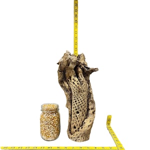 May include: A large, brown, hollowed-out cactus branch with a rough, textured surface. The branch is approximately 18 inches tall and is measured with a yellow tape measure. A clear glass jar filled with popcorn kernels is next to the branch for size comparison.