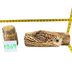 May include: A close-up of a light brown, textured, wooden branch with a hole in the center. The branch is about 30 inches long. A jar of yellow corn kernels is in the background.