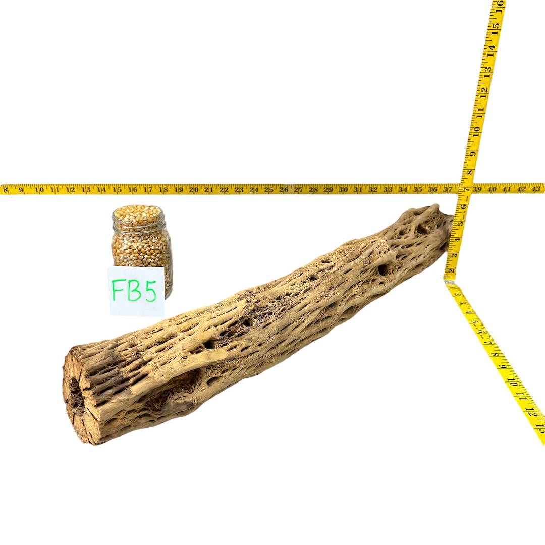 25 Teddy Bear Cholla Wood Choya Rare XL Diameter Aquarium, Terrarium