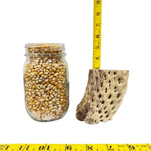 May include: A glass jar filled with yellow popcorn kernels, a piece of light brown cactus wood, and a yellow measuring tape with black markings. The tape reads 4, 5, 6, 7, 8, 9, 10, 11, and 1/2.