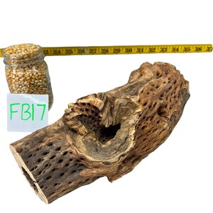May include: A light brown, textured, wooden branch with a large hole in the center. The branch has a rough, natural appearance and is perfect for use in a terrarium or as a decorative element.