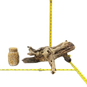 May include: A large, light brown, weathered driftwood branch with a rough, textured surface. The branch is approximately 18 inches long and 6 inches wide. A clear glass jar filled with popcorn kernels is in the foreground.