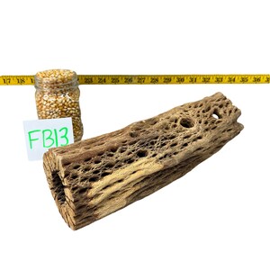 Op de afbeelding: Een bruine, getextureerde, cactus-houten tak met gaten. De tak is ongeveer 76 cm lang. De tekst "FB13" is geschreven op een wit briefje.