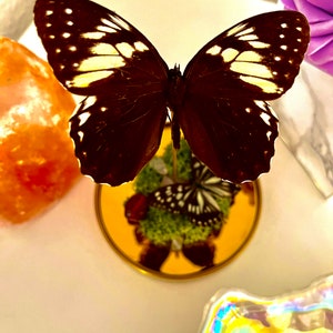 Könnte beinhalten: Ein schwarz-weißer Schmetterling mit weißen Flecken auf den Flügeln wird auf einem goldenen Ständer mit runder Oberseite präsentiert. Der Schmetterling ist von grünem Moos und einer roten Blume umgeben.