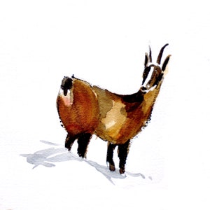 MONTAGNE  Le Chamois - CC135