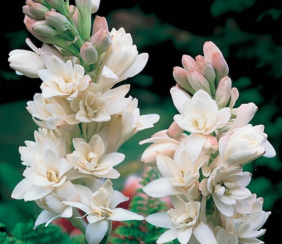 Hawaiian Tuberose Bulb Etsy
