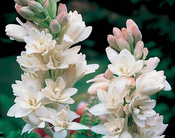 Hawaiian Tuberose Bulb