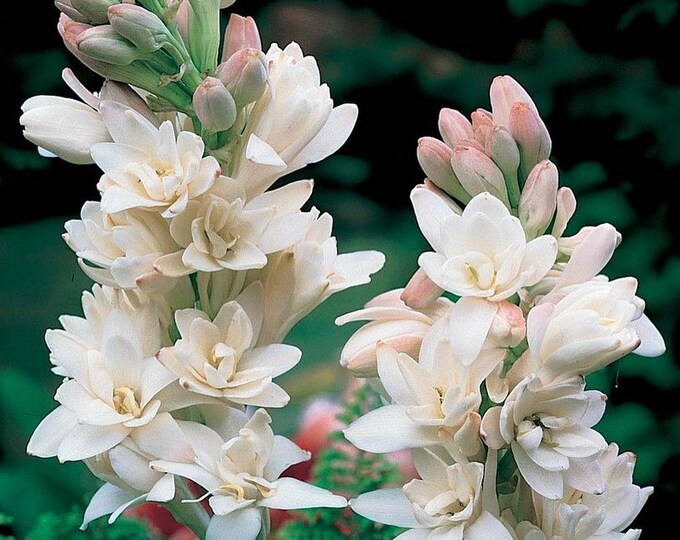 Tuberoses Polianthes Double Pink Sapphire Quart Plant Etsy