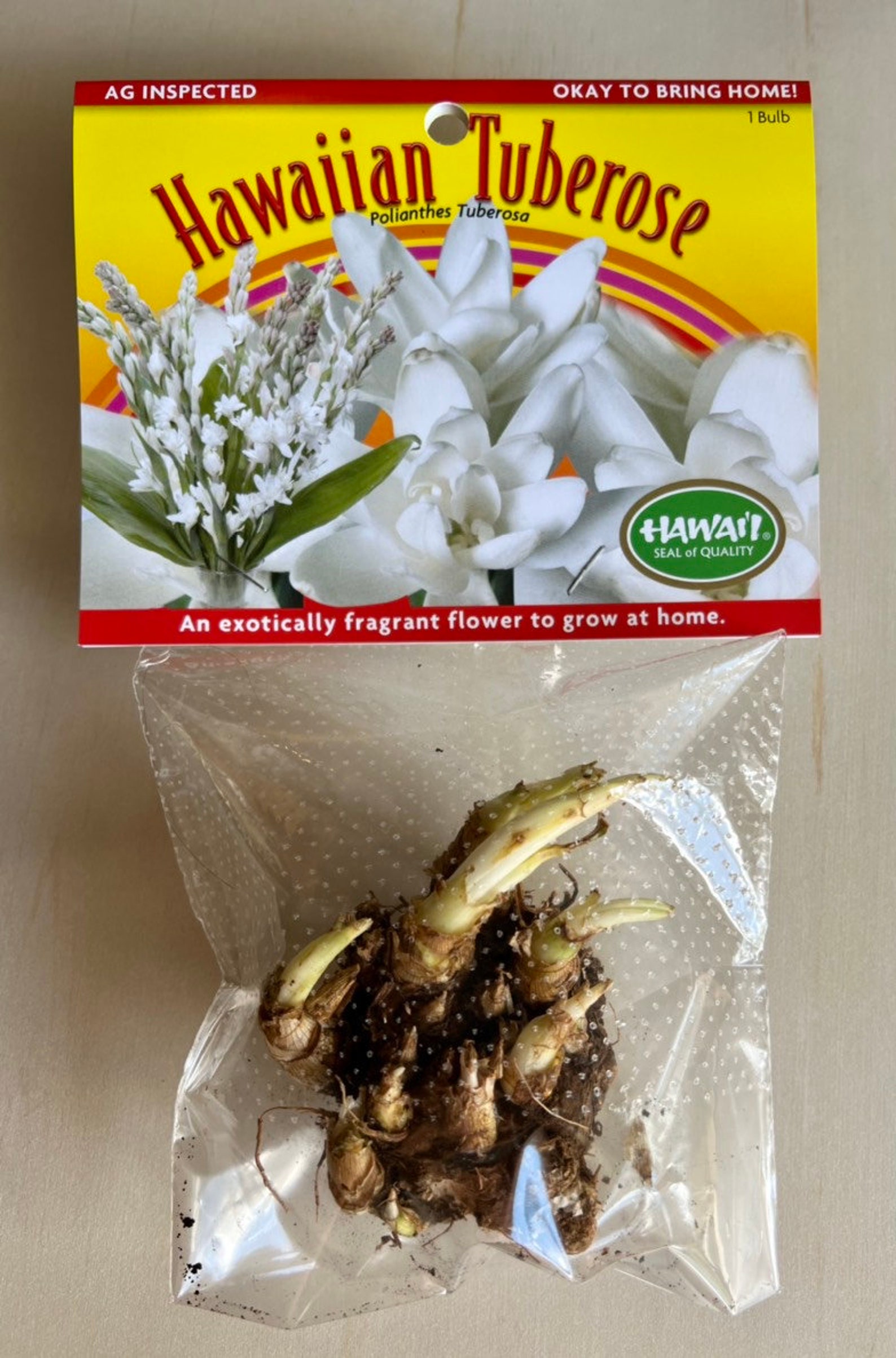 Hawaiian Tuberose Bulb Etsy