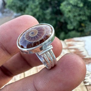 Puede incluir: Anillo de plata con un fósil de amonita ovalado. El fósil, en tonos marrones y beige, muestra un patrón en espiral. El anillo tiene un diseño de triple banda. Una joya única.
