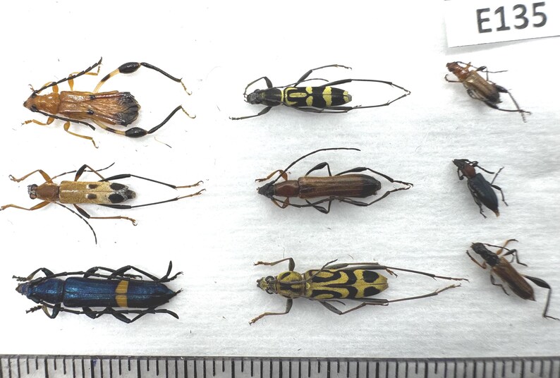 Israel Native Insects Entomology Coleoptera Insects / Beetles: Cerambycidae 9mix. E135 - Etsy ...