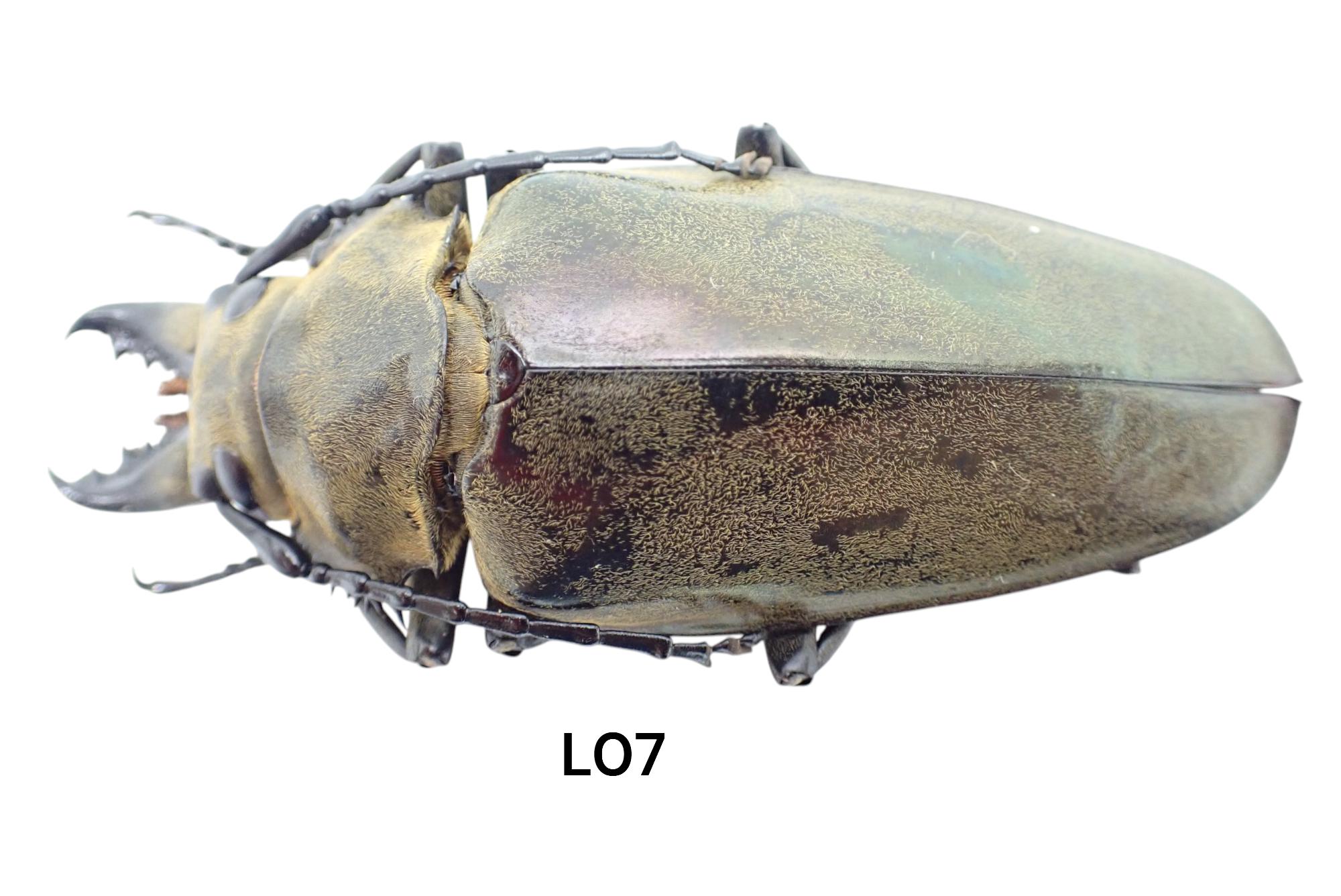 標本 RSA Atrichiana placida 18mm L07. Specimens for Collection and Decoration, Trictenotomidae