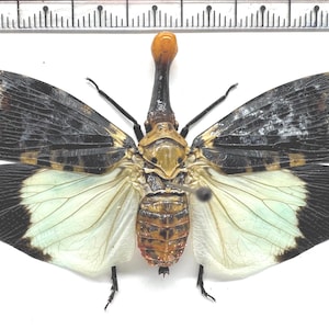 E144-Insektenkäfer Hemiptera, Fulgorinae sp. Schön!!!!!!!!!!!
