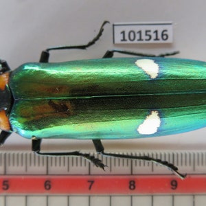 insects Vietnam: Megaloxantha nigricornis
