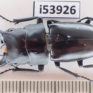 Pode incluir: Um escaravelho-veado preto com grandes mandíbulas, visto de cima, sobre um fundo branco com uma régua e o texto "i53926".