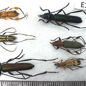 E141-Entomologie Coleoptera Insekten / Käfer: Cerambycidae Mix 6Stk