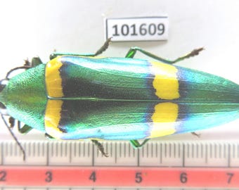 タマムシ (Chrysochroa Corbetti) 本物の昆虫。キラキラ輝くタマムシ