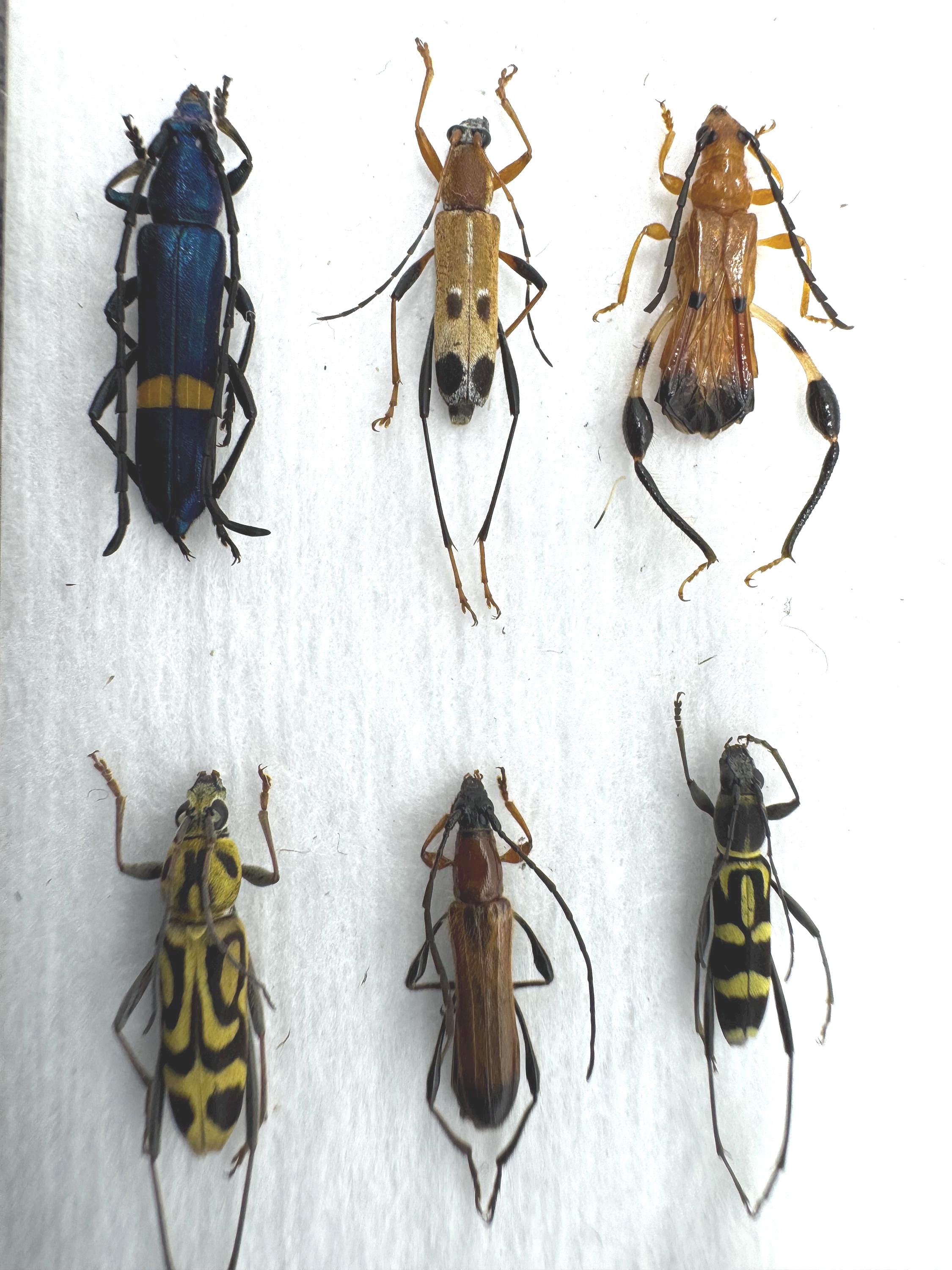 Israel Native Insects Entomology Coleoptera Insects / Beetles: Cerambycidae 9mix. E135 - Etsy ...