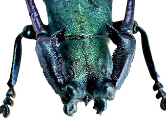 Mecynorrhina Oberthuri Decorata Tanzania (TZ) - Wild Caught