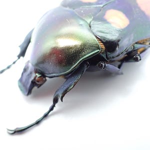 L04. Insekten Käfer / Cetoniidae: Jumnos ruckeri. 42mm. Weiblich. Schön!!!!!!!!!!!!