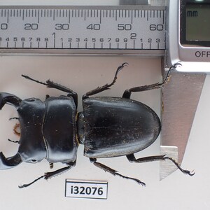 Pode incluir: Um escaravelho-veado preto com grandes mandíbulas, medindo 60,2 mm de comprimento, está preso a uma superfície branca. O escaravelho está posicionado com as costas voltadas para a câmera. A imagem também inclui uma régua e um paquímetro.