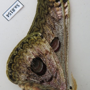 1pcs Saturnia lesoudieri, Saturniidae, insects moths butterflies Vietnam. Artwork Crafts (sa8154)
