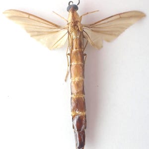 Op de afbeelding: Een bewaard insectenexemplaar met een gesegmenteerd bruin lichaam en doorschijnende vleugels. Het insect heeft een donkere kop met antennes en wordt tegen een witte achtergrond getoond. De vleugels zijn uitgespreid en tonen hun delicate structuur.