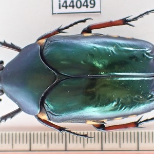i44049. Insects Cetroniidae: Agestrata sp. North Vietnam