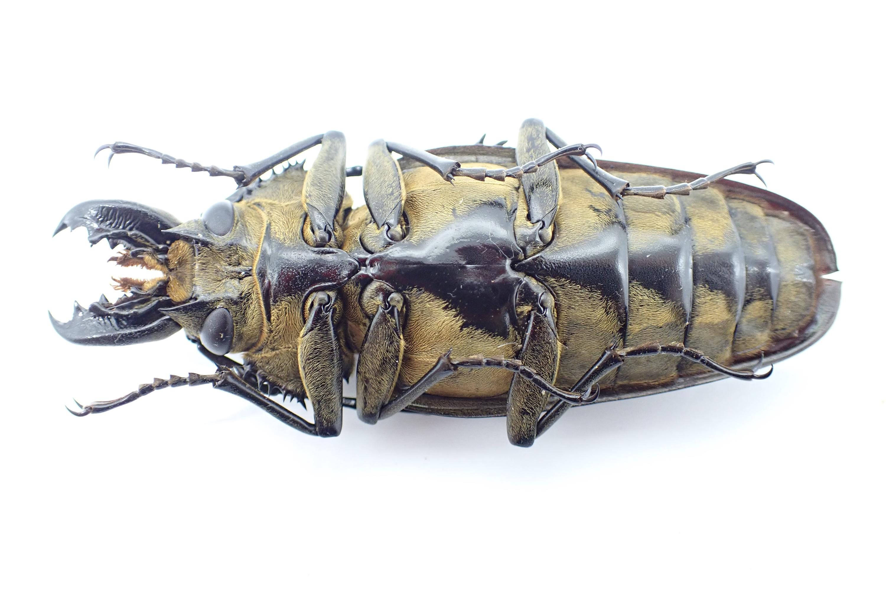 L07. Specimens for Collection and Decoration, Trictenotomidae