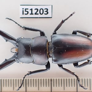 Può includere: Un grande scarabeo cervo volante marrone scuro con lunghe mandibole appuntite. Lo scarabeo è montato su uno sfondo bianco con un righello sottostante. Il righello ha il numero "i51203" stampato su di esso.