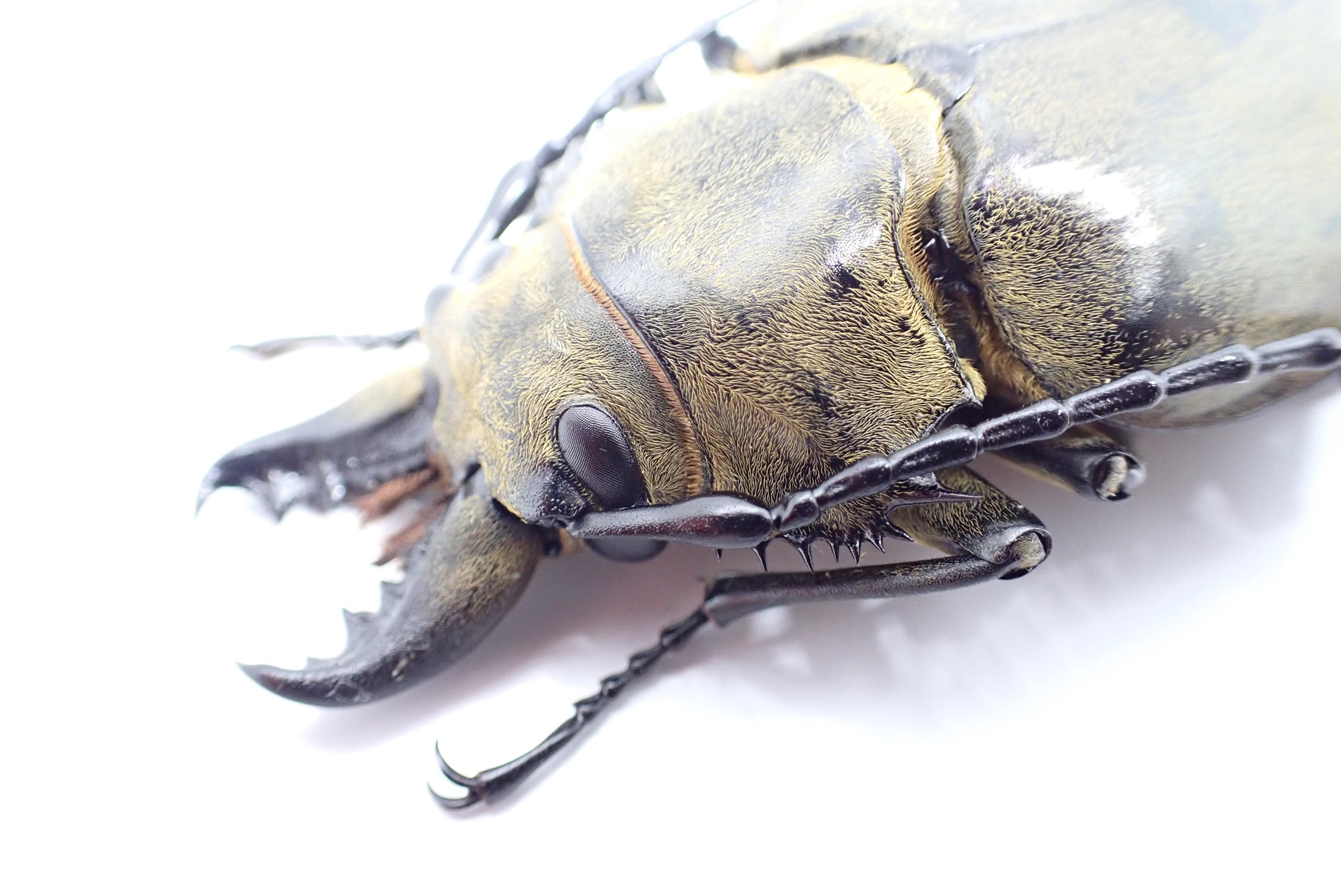L07. Specimens for Collection and Decoration, Trictenotomidae