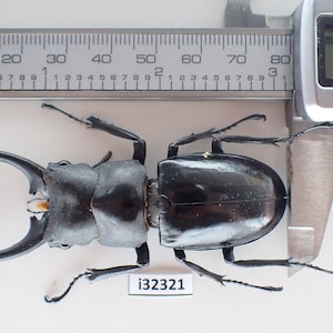 i32321. Insects Lucanidae: Hexarthrius vitalisi. North Vietnam