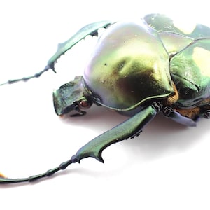 L02. Insects Beetles / Cetoniidae: Jumnos ruckeri. 48mm. nice!!!!!!!!!!!!!!!!