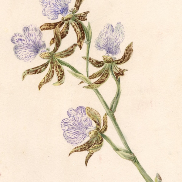 M.A. Catto, Zygopetalum Orchid Flowers – Original c.1886 watercolour painting