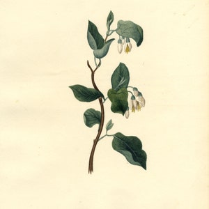 Könnte beinhalten: Eine botanische Illustration einer weiß blühenden Pflanze mit grünen Blättern. Die Pflanze hat einen dünnen braunen Stängel und die Blüten sind glockenförmig.