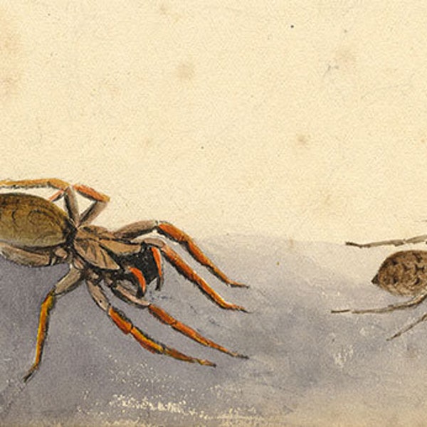 Madeira Wolf Spiders, Hogna Maderiana Tarantulas – 1862 watercolour painting