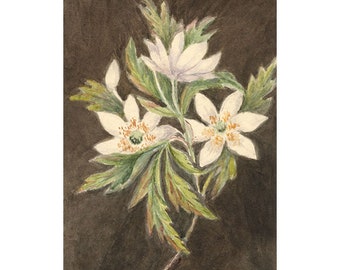 Lucy Glegg, Wood Anemone Flower – early 19th-century watercolour painting