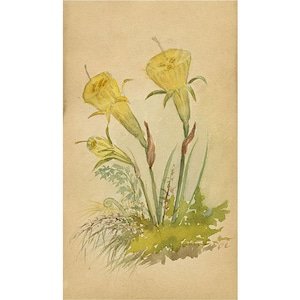 Yellow Hoop Petticoat Daffodil Flower, St Moritz Switzerland –c.1880 watercolour