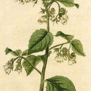 May include: Botanical illustration of a plant with green leaves and small white flowers. The plant's stem is a dark green color, and the leaves have detailed veining. The artwork is on a cream-colored background.