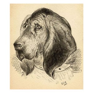 May include: A detailed pen and ink illustration of a Basset Hound's head, showcasing its long ears and soulful eyes. The artwork is in black and white, with cross-hatching used to create depth and texture. The dog wears a collar.