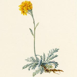 Puede incluir: Ilustración en acuarela de una flor amarilla con una cabeza densa de pequeñas flores. La planta presenta hojas plumosas de color verde grisáceo y un sistema radicular detallado, todo sobre un fondo crema. El tallo es delgado y verde.
